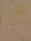Unguicularia carestiana image