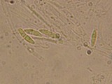 Unguicularia carestiana image