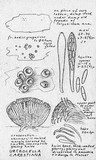Unguicularia carestiana image