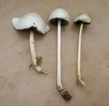 Panaeolus antillarum image