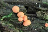 Lycogala epidendrum image