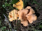 Cantharellus lateritius image