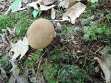 Boletellus chrysenteroides image