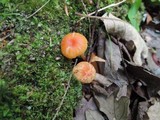 Hygrocybe laeta var. laeta image