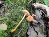 Hygrocybe laeta var. laeta image