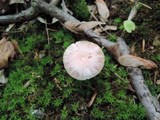 Hygrocybe laeta var. laeta image
