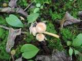 Hygrocybe laeta var. laeta image
