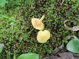 Inocephalus murrayi image