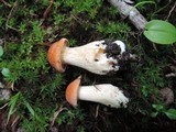 Cuphophyllus pratensis image