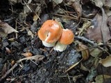 Cuphophyllus pratensis image