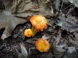 Hygrocybe aurantiosplendens image