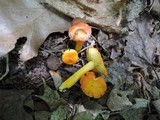 Hygrocybe aurantiosplendens image