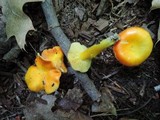 Hygrocybe aurantiosplendens image