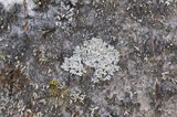 Physcia aipolia image