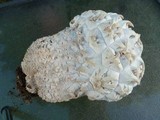 Calvatia sculpta image