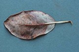 Coccomyces arbutifolius image