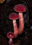 Gyroporus purpurinus image