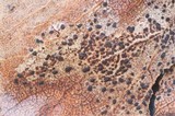Coccomyces arbutifolius image