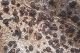 Coccomyces arbutifolius image