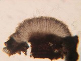 Coccomyces arbutifolius image