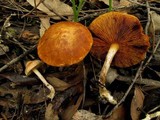 Gymnopilus allantopus image