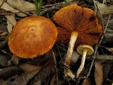 Gymnopilus allantopus image