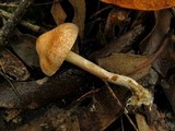 Gymnopilus allantopus image