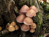 Mycena clarkeana image