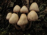 Mycena clarkeana image