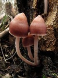 Mycena clarkeana image