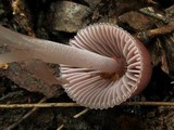 Mycena clarkeana image