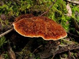 Postia pelliculosa image