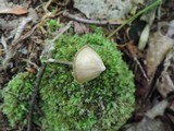 Entoloma conicum image