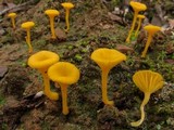 Lichenomphalia chromacea image