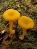 Lichenomphalia chromacea image
