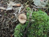 Entoloma conicum image