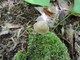 Entoloma conicum image