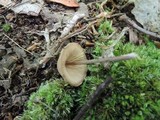 Entoloma conicum image