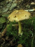 Amanita amerifulva image