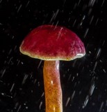 Gyroporus purpurinus image