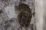 Melanelixia albertana image