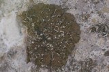 Melanelixia albertana image