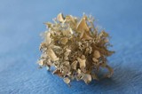 Ramalina dilacerata image