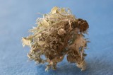 Ramalina dilacerata image