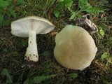 Leucopaxillus laterarius image