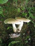 Leucopaxillus laterarius image