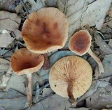 Lactarius camphoratus image