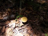 Polyporus leptocephalus image