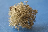 Ramalina dilacerata image