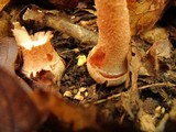 Amanita amerirubescens image